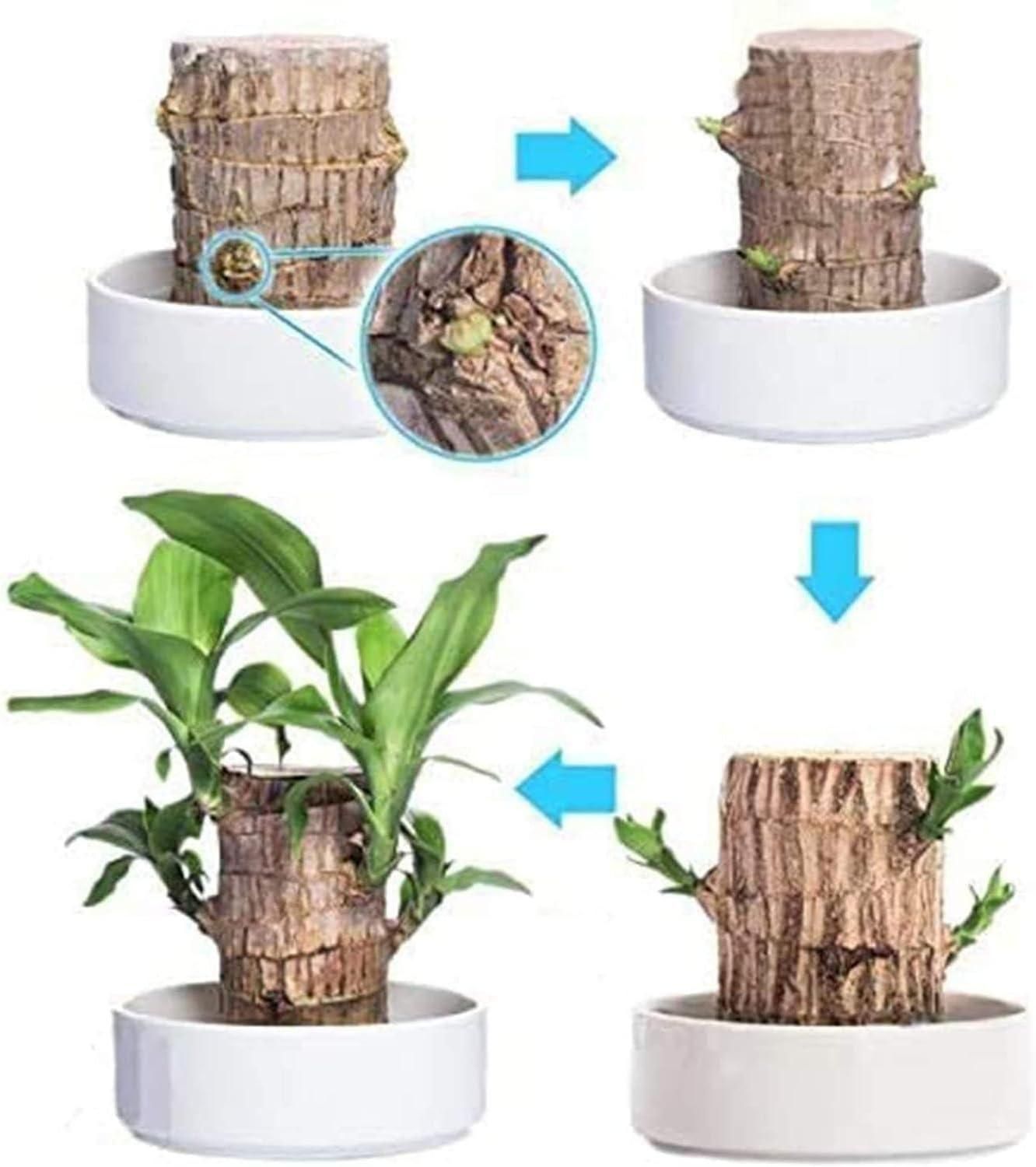 Brazilian Lucky Wood Hydro-Plant Duo | Self-Watering Mini Décor (Buy 1 Get 1 Free)