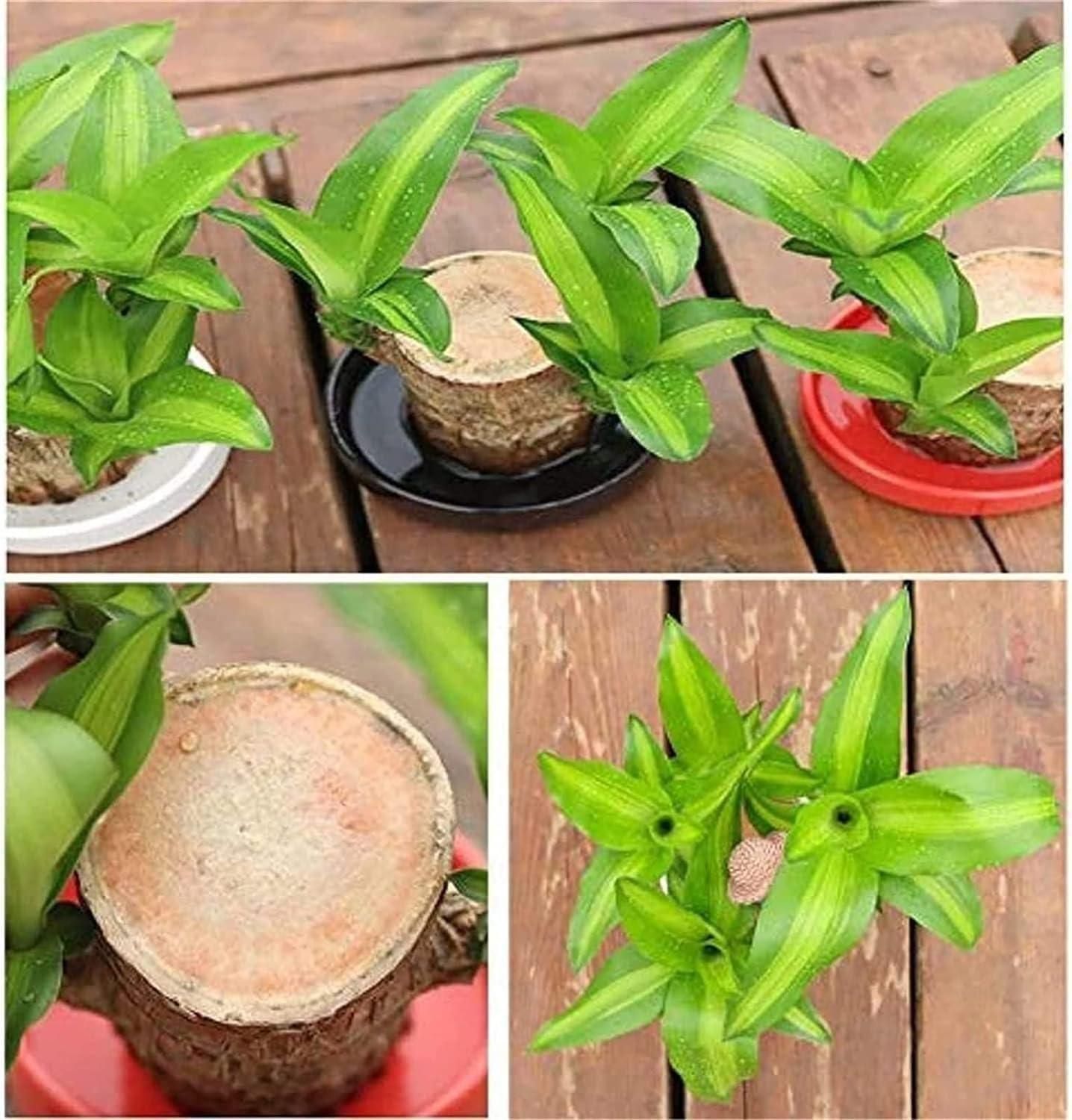 Brazilian Lucky Wood Hydro-Plant Duo | Self-Watering Mini Décor (Buy 1 Get 1 Free)