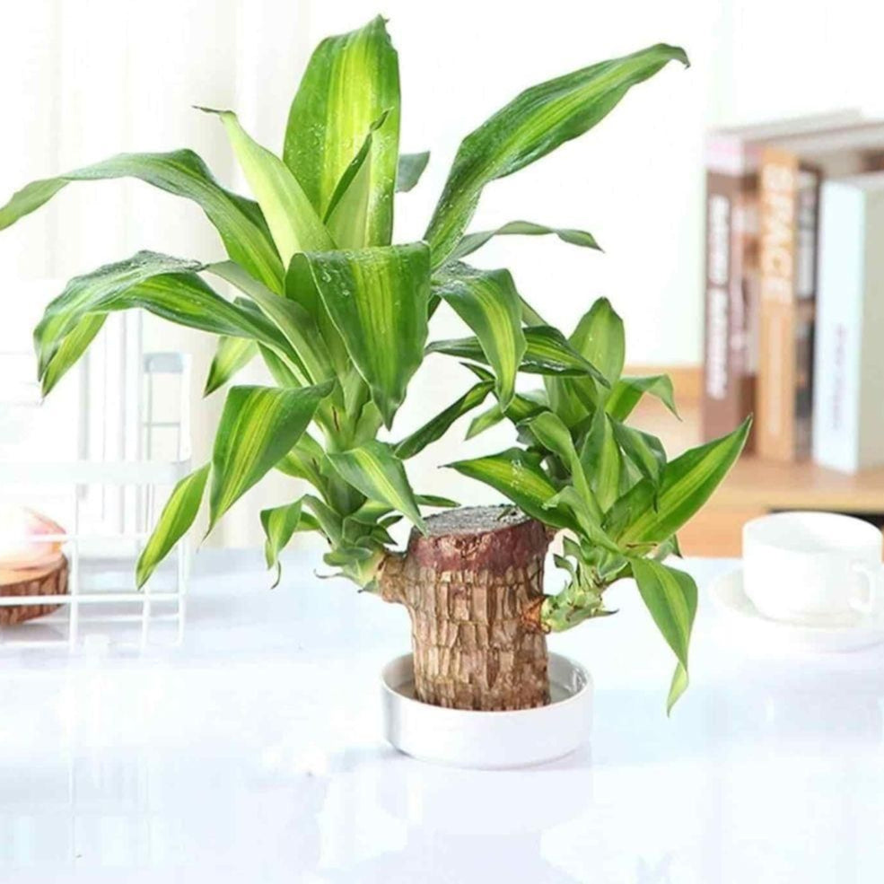 Brazilian Lucky Wood Hydro-Plant Duo | Self-Watering Mini Décor (Buy 1 Get 1 Free)