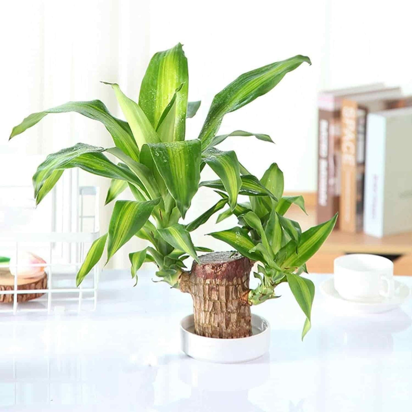 Brazilian Lucky Wood Hydro-Plant | Self-Watering Mini Décor | Air-Purifying Desk Companion