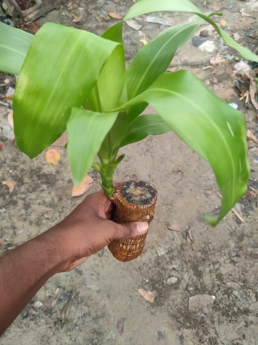 Brazilian Lucky Wood Hydro-Plant | Self-Watering Mini Décor | Air-Purifying Desk Companion