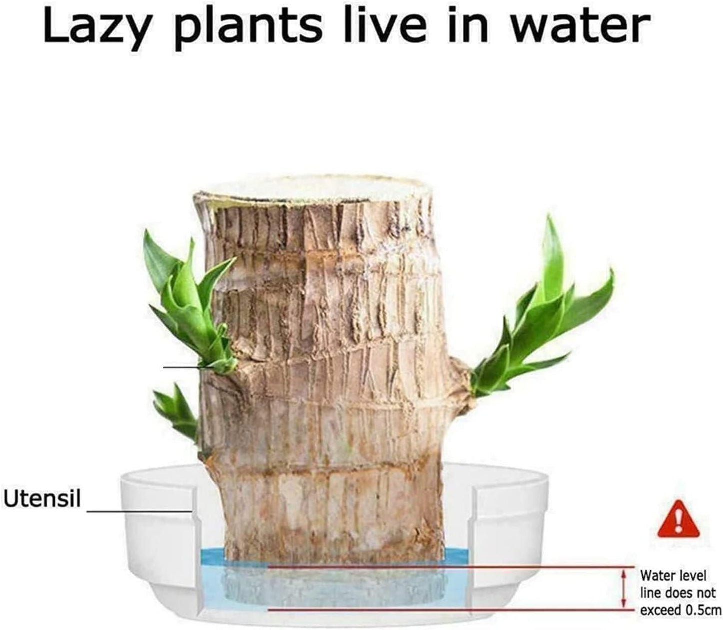 Brazilian Lucky Wood Hydro-Plant Duo | Self-Watering Mini Décor (Buy 1 Get 1 Free)