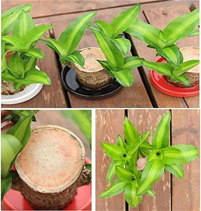 Brazilian Lucky Wood Hydro-Plant Duo | Self-Watering Mini Décor (Buy 1 Get 1 Free)