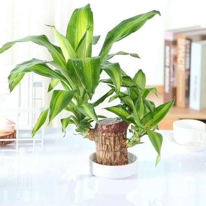 Brazilian Lucky Wood Hydro-Plant Duo | Self-Watering Mini Décor (Buy 1 Get 1 Free)